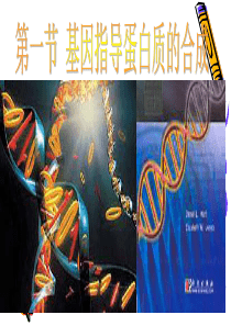 生物：4.1《基因指导蛋白质的合成》课件(4)(新人教版必修2)