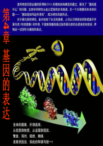 生物：4.1《基因指导蛋白质的合成》课件1(新人教版必修2)