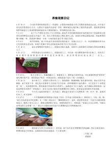 养蚕观察日记