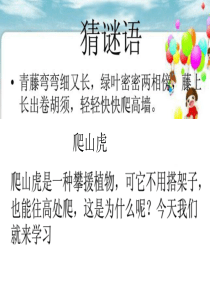 6《爬山虎的脚》ppt