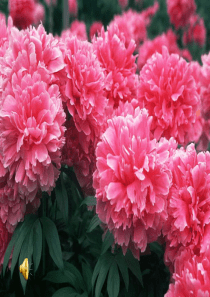 六年级上美术课件-小小园艺师-湘美版(2014秋)【小学学科网】