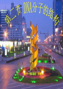 DNA分子平面结构微课