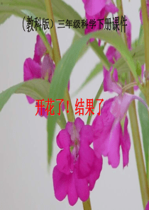 三年级科学下册 开花了,结果了 2课件 教科版