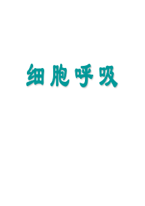 苏教版 高中生物 必修一 细胞呼吸 课件 版本一