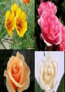 《花钟》教学课件4