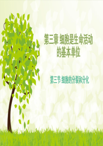 苏教版初中生物七上第2单元第三章第三节《细胞的分裂与分化》课件(共39张PPT)