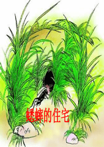 《蟋蟀的住宅》可用PPT课件(1)