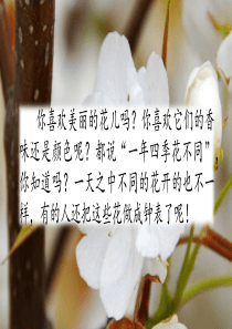 13花钟小学3年级语文下册ppt课件