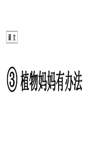 课堂教学课件1植物妈妈有办法小学2年级上册语文ppt课件