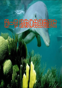 生物：2.3.1 动物体的结构层次(4) 课件(人教版七年级上)