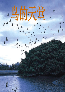 《鸟的天堂》ppt课件1--(恢复)