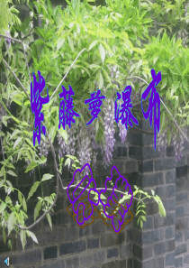 第课紫藤罗瀑布课件