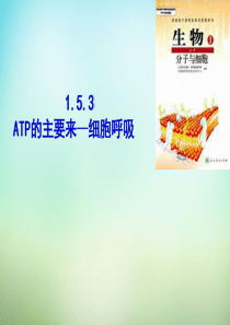 江西省安义中学高中生物 5.3ATP的主要来源-细胞呼吸课件 新人教版必修1