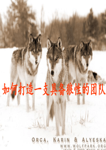 如何打造一支具备狼性的团队