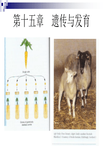 第十一章+遗传与发育