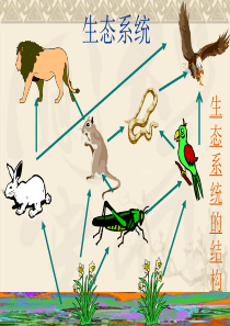 生物：5.1《生态系统的结构》课件(6)(新人教版必修3)19