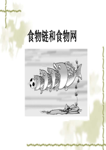 五年级科学上册第一单元食物链和食物网