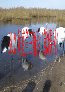 28.2.3解直角三角形课件