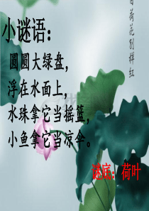 《荷叶圆圆》公开课课件_原创