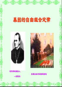 基因的自由组合定律 新授课1