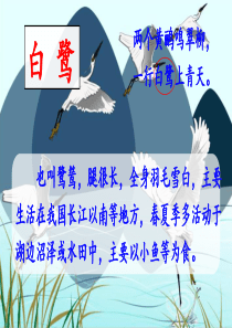 五年级上册《白鹭》课件-完美版