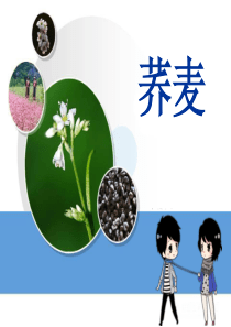 荞麦的生长及栽培技术