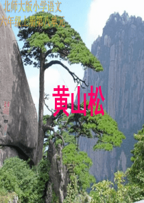 六年级语文黄山松课件