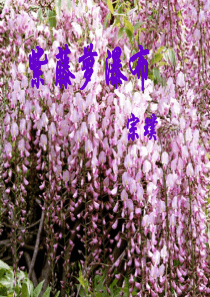 《紫藤萝瀑布》课件08