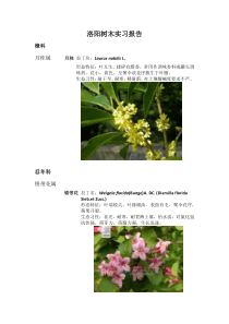 洛阳树木学实习