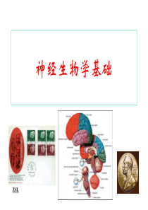 神经生物学绪论