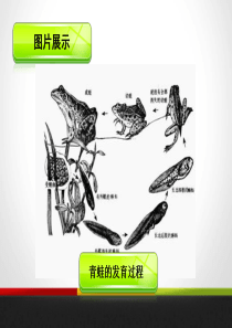 甲状腺激素对蝌蚪生长的影响