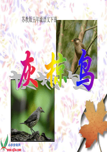 《灰椋鸟》PPT课件(苏教版五年级语文下册课件)[1]