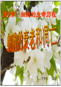 6-3细胞衰老、凋亡、