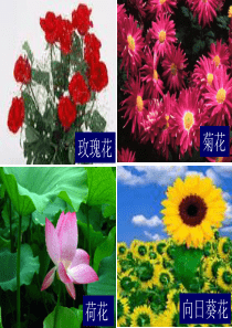 梅花王安石S版课件