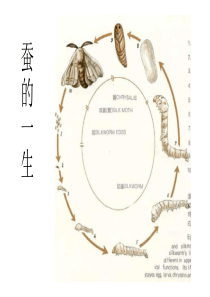 蚕的一生