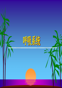肺解剖