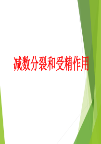 减数分裂动画全过程