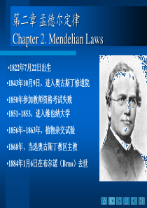孟德尔遗传定律-PPT课件