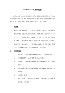 Western-Blot操作流程