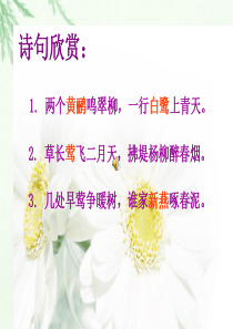 《珍珠鸟》优秀ppt课件