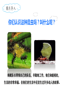 一块奶酪PPT