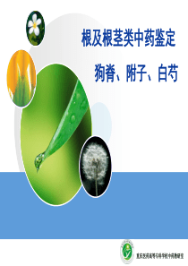 根及根茎类中药鉴定(狗脊、附子、白芍)