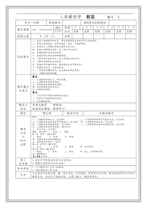 解剖学教案