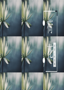 小学语文荷花课件