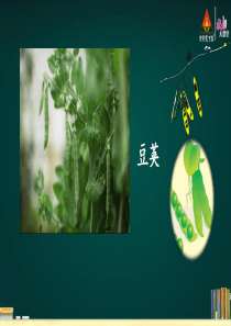 5-一个豆荚里的五粒豆-(人教部编语文四上)