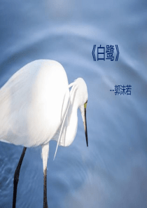 白鹭课程