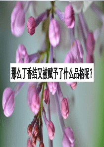 部编版语文六年级上册丁香结课件(精品)