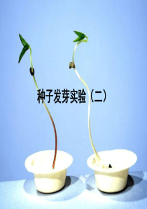 1-2种子发芽实验(二)