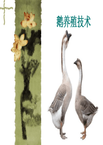 鹅的养殖技术