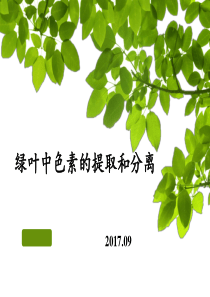 绿叶中色素的提取和分离说课课件(19张PPT)